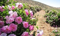 شهرستان بردسیر بیشترین سطح زیر کشت گل محمدی در استان کرمان